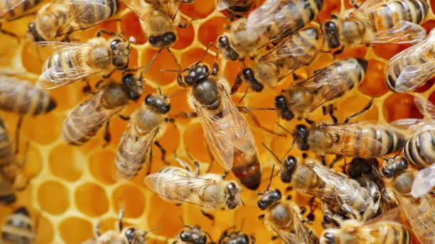 mes de las abejas psy consultoria